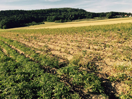 Bei der bevorstehenden Ernte 2015 wird laut Kartoffelspezialist Burgis bei der heimischen Kartoffel mit mindestens 30 Prozent Minderertrag und teilweise eingeschränkten Qualitäten zu rechnen sein. Fotos: Burgis